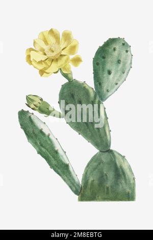 Vintage Cactus Opuntia vector Stock Vector