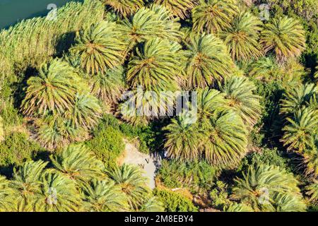 Preveli palm forest, Rethymno, Crete, Greek Islands, Greece Stock Photo