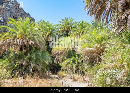 Preveli palm forest, Rethymno, Crete, Greek Islands, Greece Stock Photo