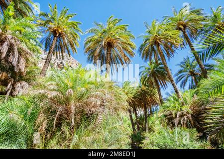 Preveli palm forest, Rethymno, Crete, Greek Islands, Greece Stock Photo