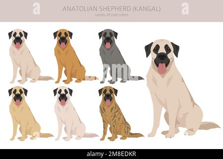 Anatolian shepherd all colours clipart. Different coat colors and poses set.  Vector illustration Stock Vector