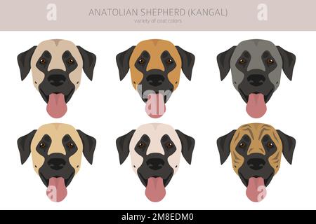 Anatolian shepherd all colours clipart. Different coat colors and poses set.  Vector illustration Stock Vector
