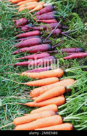 Freshly harvested rainbow carrots on the ground, purple orange carrots in a row Stock Photo