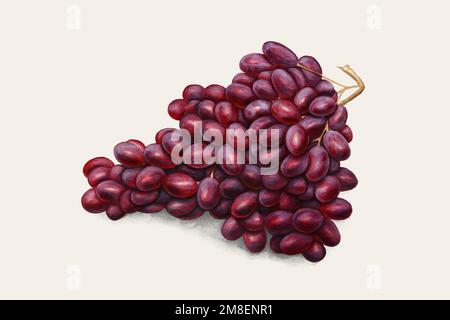 Red grapes vintage illustration vector. Digitally enhanced illustration from U.S. Department of Agriculture Pomological Watercolor Collection. Rare an Stock Vector