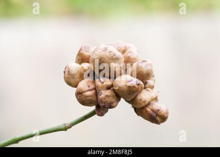 or Rosehip disease what is making the bush drying. Plant disease of Wild Rose on dandelion Dog Rose field background. High quality photo Stock Photo