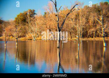 Depth of field photo of a dead ghost tree standing in the middle of a lake with reflections of Autumn in the water.  Inks Lake State Park Burnet Texas Stock Photo
