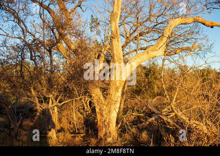 Dead tree with the setting sun lighting up the dry limbs of the tree at a hiking trail in Inks Lake State Park Burnet Texas Stock Photo