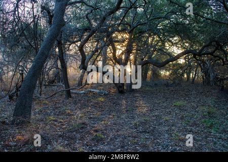 Sun setting through the oak trees as the evening fog rolls in from Inks Lake.  Inks Lake State Park Burnet Texas Stock Photo