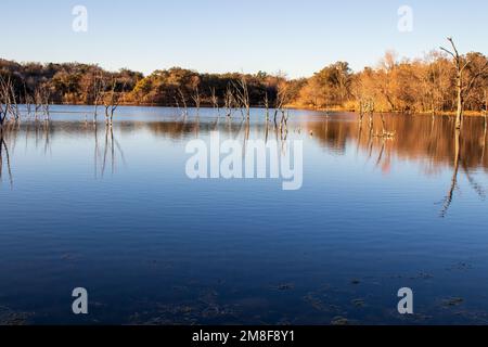 Smooth and relaxing lake water with ghost trees and reflections in Inks Lake State Park Burnet Texas. Autumn in Texas Stock Photo