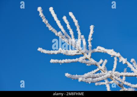 Twigs covered with ice and snow on the background of bright blue sky Stock Photo