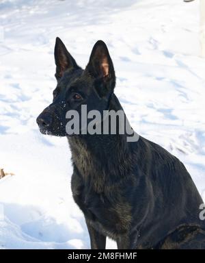 Nine months black German shepherd Stock Photo