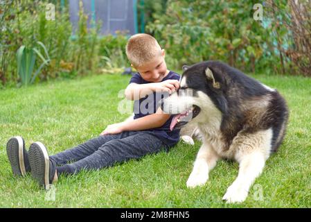 A boy with a dog on a green grass meadow Stock Photo