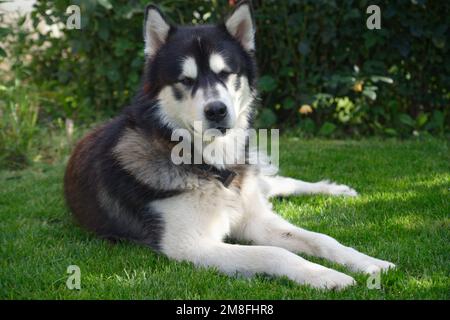 Alaska malamute on green grass meadow Stock Photo