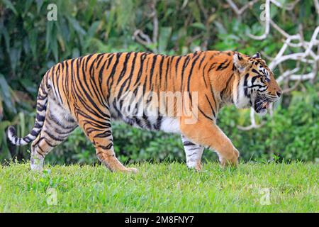 Amur Tiger portrait walking with green background Stock Photo