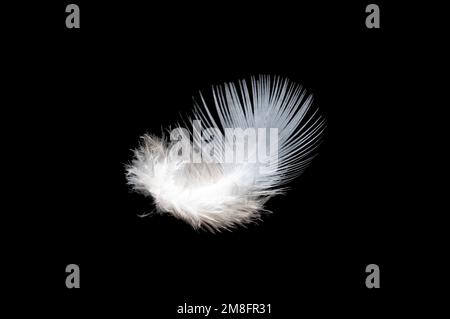 White feather on black background, isolate Stock Photo