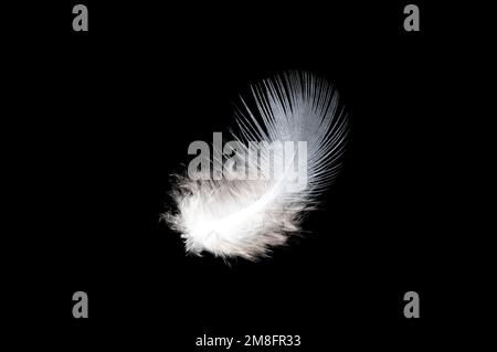White feather on black background, isolate Stock Photo