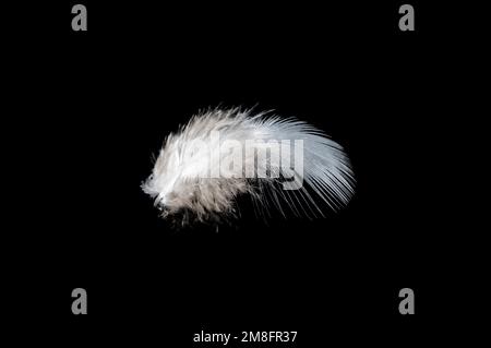 White feather on black background, isolate Stock Photo