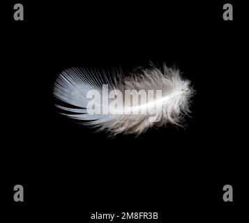 White feather on black background, isolate Stock Photo