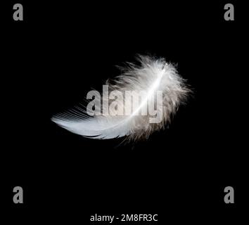 White feather on black background, isolate Stock Photo