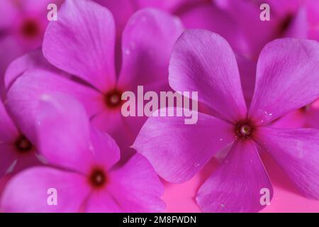 virgin flower, beautiful purple flowers on pink background. high quality photo Stock Photo