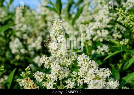 Large branch with delicate white flowers of Spiraea nipponica Snowmound shrub in full bloom and a small Green June Bug, beautiful outdoor floral backg Stock Photo
