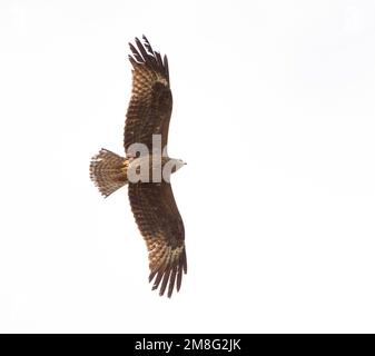 Second-year Black Kite (Milvus migrans) in flight over Spanish steppes Stock Photo