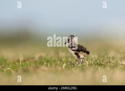 Kievit jong; Northern Lapwing young Stock Photo