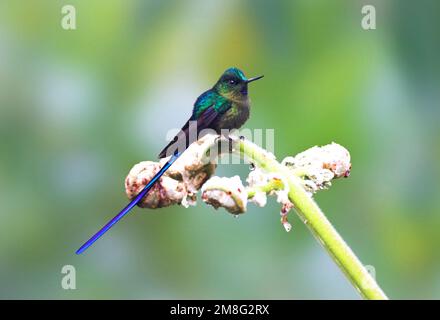 Violetstaartnimf zittend op een bloem; Violet-tailed Sylph perched on a flower Stock Photo