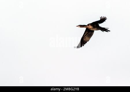 Pygmy Cormorant (Microcarbo pygmaeus) at the Bulgarian coast during autumn migration. Stock Photo