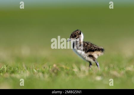 Kievit jong; Northern Lapwing young Stock Photo