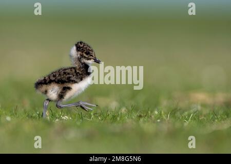 Kievit jong; Northern Lapwing young Stock Photo