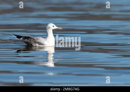 Slender-billed Gull (Chroicocephalus genei) during autumn migration in Ebro Delta, Spain Stock Photo