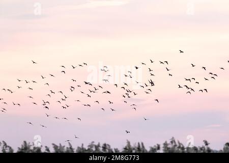 Pygmy Cormorant (Microcarbo pygmaeus) flock at the Bulgarian coast during autumn migration. Stock Photo