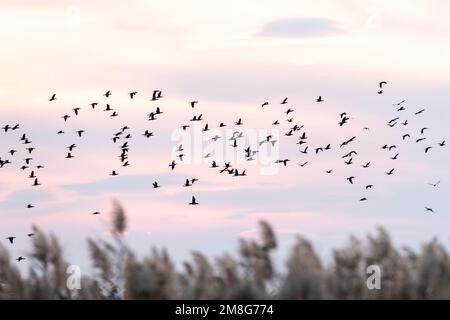 Pygmy Cormorant (Microcarbo pygmaeus) flock at the Bulgarian coast during autumn migration. Stock Photo