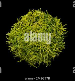 Nest of fresh moss, from above, on black background. Soft bed, made of green peat moss, collected in the forest. Used for Easter egg hunt. Stock Photo