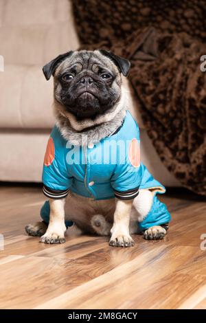 A funny one-year-old pug dressed in a blue suit sits at home near the sofa. Pet shop. Stock Photo