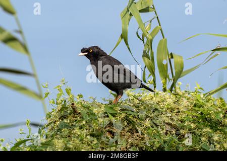 Close up of a crested myna (Acridotheres cristatellus) standing or sitting on a green bush during summertime on a sunny day Stock Photo