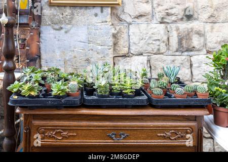 Various types of succulents in small pots on a wooden antique table with bas-reliefs against a stone wall as an interior decoration Stock Photo