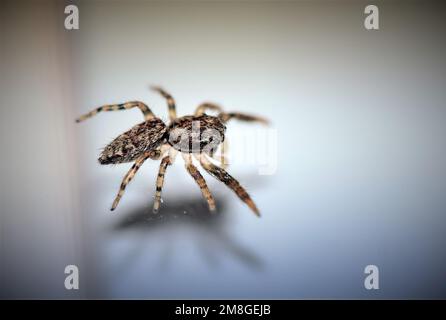 Fliegende Insekten. Springspinne Stock Photo