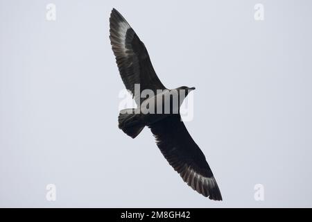 Subantarctic Skua flying; Subantarctische Grote Jager vliegend Stock Photo