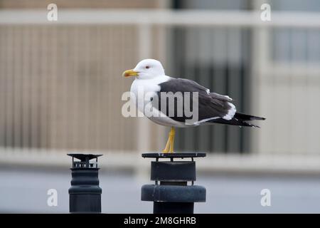 Kleine Mantelmeeuw in de stad; Lesser black-backed Gull in the city