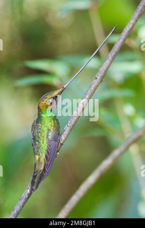 Zwaardkolibrie zittend op takje; Sword-billed Hummingbird perched on a branch Stock Photo