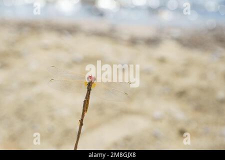 Close-up of a yellow skimmer dragonfly, Greece Stock Photo