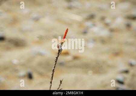 Close-up of a red skimmer dragonfly, Greece Stock Photo