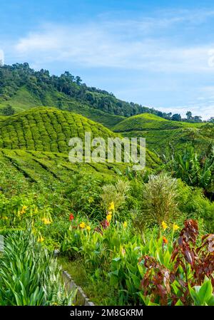 The BOH tea plantation in Brinchang, Cameron Highlands, Malaysia Stock Photo