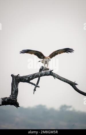 A Eurasian Marsh Harrier with fish sitting on a branch on a tree at Bhigwan Bird Sanctuary in India Stock Photo