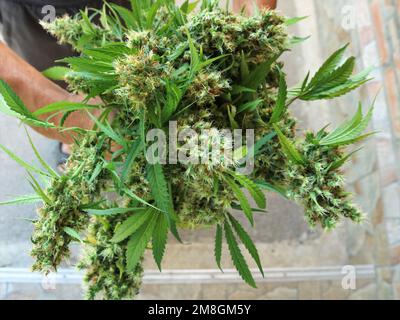 a bunch of cannabis branches with hairy inflorescences in the hands of a person as an example of a medical plant and alternative medicine Stock Photo