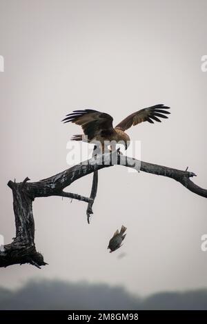 A Eurasian Marsh Harrier with fish sitting on a branch on a tree at Bhigwan Bird Sanctuary in India Stock Photo