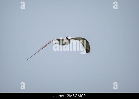 A Whiskered Tern flying against a plain blue sky background at Bhigwan Bird Sanctuary in India Stock Photo