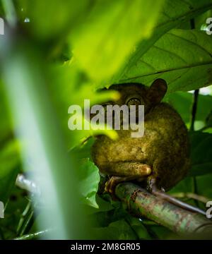 close up of a young cute tarsier in Bohol Island Philippines Stock Photo